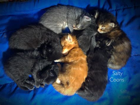 Hi, i'm kima (cp), and i have been waiting for a home since i'm a kitten who has a happy disposition! Maine Coon Kittens for Sale in Tampa, Florida - Breeding ...