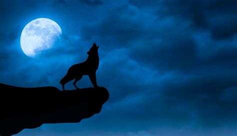Night Wolf Free Stock Photo - Public Domain Pictures