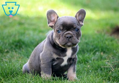 Please contact for available pups. Spank | French Bulldog Puppy For Sale | Keystone Puppies