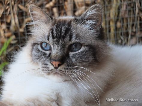 Lord Harrison ~ A Seal Tabby Lynx Point Birman Cat Photographic