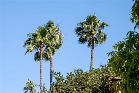 How To Grow And Care For Mexican Fan Palm