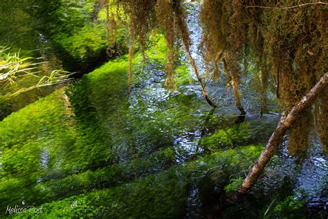 Green Stream Mosses And Water Plants Hoh Rainforest Flickr