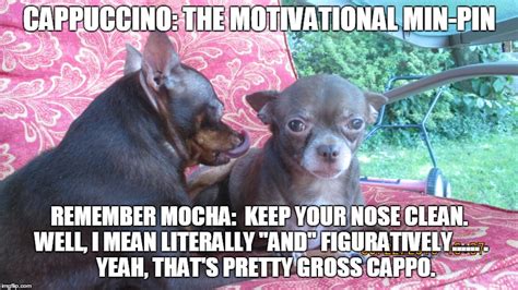Cappuccino The Motivational Min Pin Imgflip
