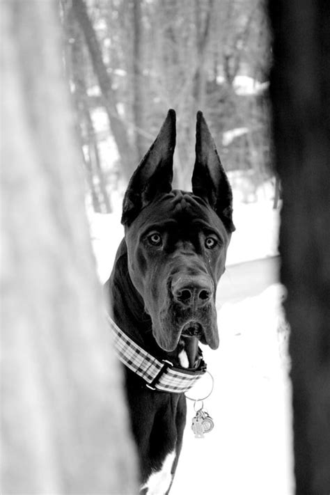 40 Amazing Pictures Of Great Dane