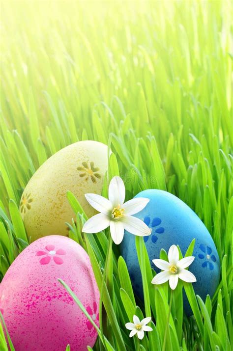 Painted Easter Eggs In A Green Grass On A Meadow And Flowers Stock