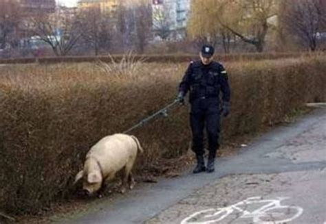 50 Funny Pig Pictures To Make You Laugh