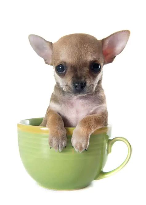 Teacup Chihuahuas Things You Need To Know Tiny Woofs