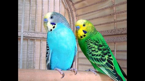 22 Minutes Budgies Parakeets Singing Chirping Talking Sound Of