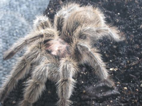Bad pets would be mice, tarantulas, bugs, cats, snakes generally pets are cats, dogs, fish, parrots, canaries, hamsters, guinea pigs, gerbils, rabbits and the like. 1000+ images about Tarantula's Are Great Pets.... on ...