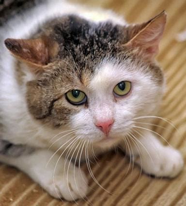 Chat w/ cat veterinarians online 24/7. Feline Pancreatitis: Signs of Trouble