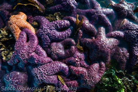 Orange And Purple Ochre Sea Stars Pisaster Ochraceus Vancouver