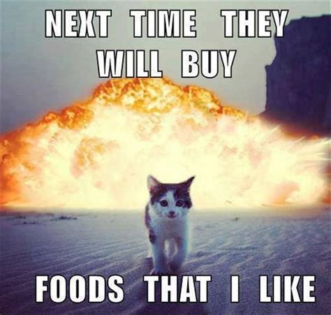 Dont Mess With Fluffy Funny Pic Best Funn Funny Cat