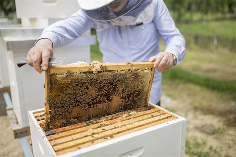 Entretien Sur Les Abeilles Et L’apiculture Ici Explora