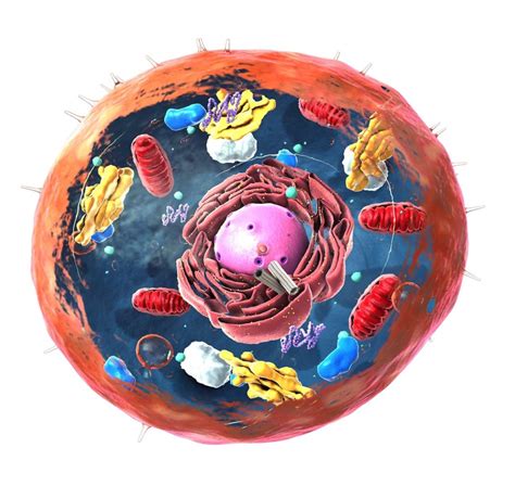 Célula Eucariota Características Partes Funciones Tipos