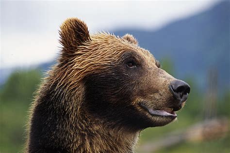Closeup Of Brown Bears Head And Face Photograph By Doug Lindstrand