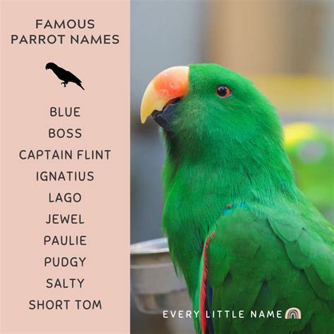 210 Best Parrot Names Cute Funny And Mac Awesome Every Little Name