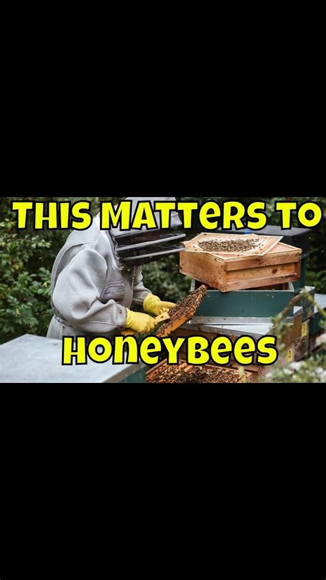 Beekeeping For Beginners Moving Bee Hives Beekeeping Bees