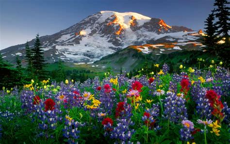 Millions of flowers bloom in unison during the spring peak, which occurred five days sooner per decade during the past 39 years of observations in the rocky mountains of colorado. Mountain wiled flowers | Spring Scenery | Pinterest