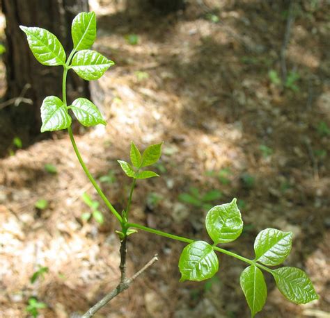 Using Georgia Native Plants New Leaves