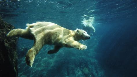 Wallpaper And Screensavers Free Polar Bears Wallpapersafari