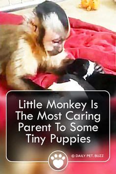 In fact, they should spend most of their time either sleeping or the skin of newborn pups is thin and readily absorbs chemicals in the environment around it. Kitten sees dog's tail in kitchen. I was crying from ...
