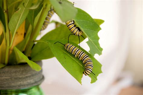 raising monarch butterflies at home my life abundant