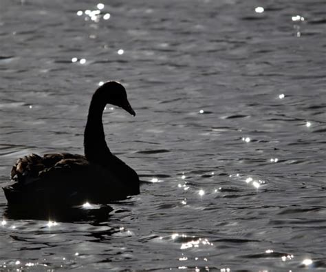 Coronavirus Fueling Fears Of Economic Black Swan