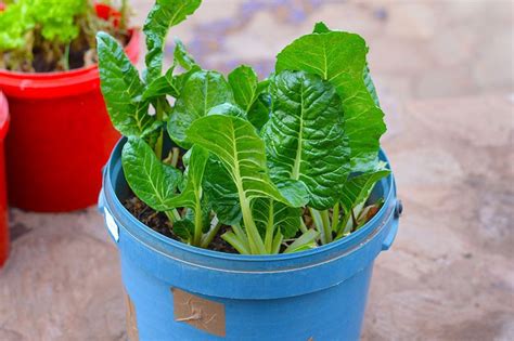 How To Grow Spinach In Pots Or Containers Super Easy Pictures