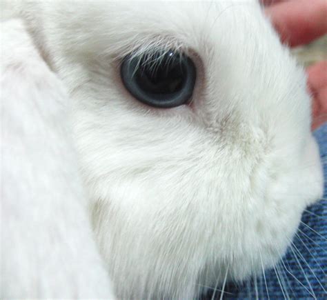 Holland Lop Blue Eyed White Bunny Rabbit Usa White Rabbit Bunny Rabbit