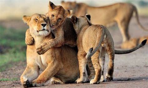 Lioness Caught Cuddling Up To Offspring In Adorable