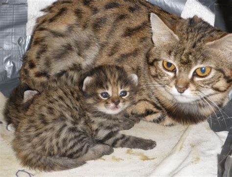 Rare Cats Born Through Amazing Science Zooborns