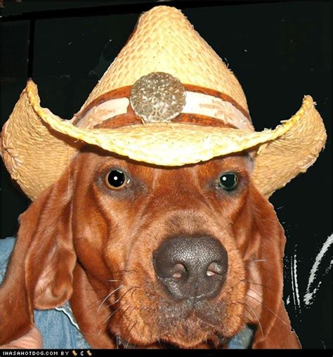 I Has A Hotdog Cowboy Hat Funny Dog Pictures Dog