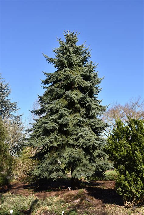 Engelmann Spruce Picea Engelmannii In Bozeman Helena Butte Billings