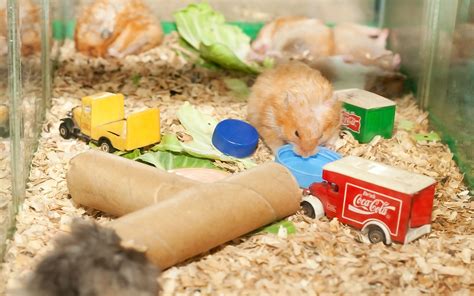 How To Build Hamster Toys Out Of Household Items Hamster Toys Hamster Hamster Care