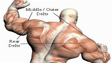 How To Train Rear Delts Effectively Youtube