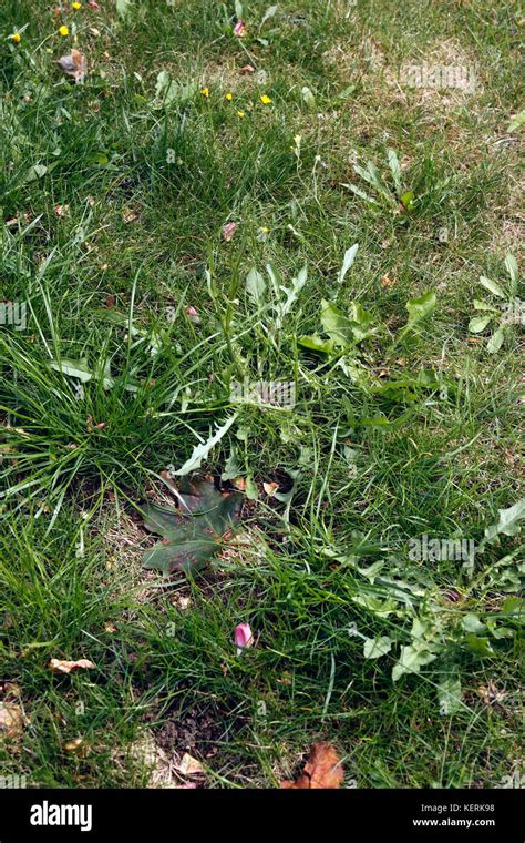 Summer Lawn Weeds Stock Photo Alamy