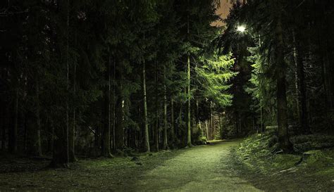 Forest At Night Wallpaper