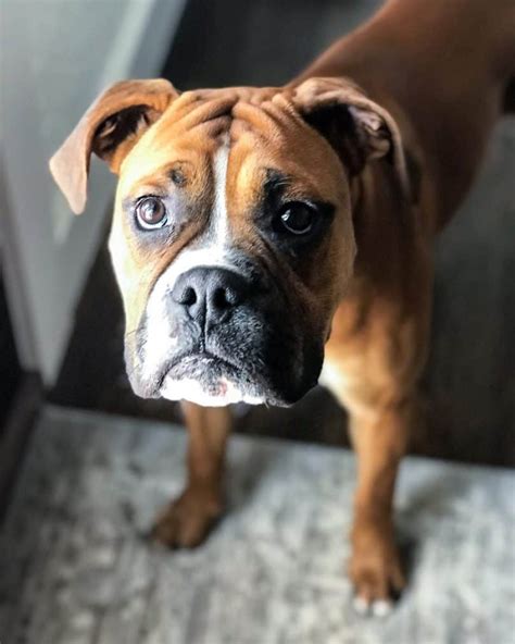 7 Things You Need To Know About The Boxer Bulldog Mix Animalso