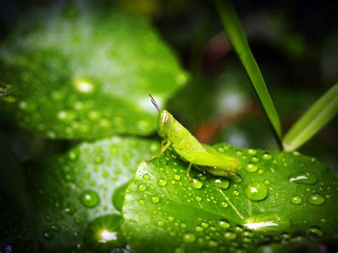 Close Up Photography Of Leaves With Droplets · Free Stock Photo
