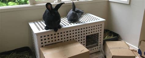 How To Create An Indoor Setup For A House Rabbit