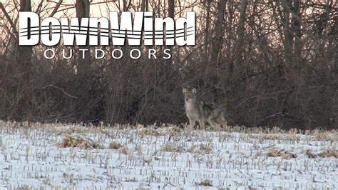 Eastern Coyote Hunting Exhaled Downwind Outdoors Youtube