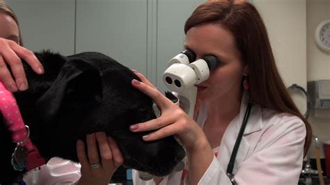 Study Focuses On Treatments For Diabetic Dogs With Cataracts Youtube