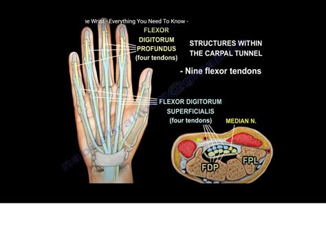Anatomy Of The Volar Side Of The Wrist —