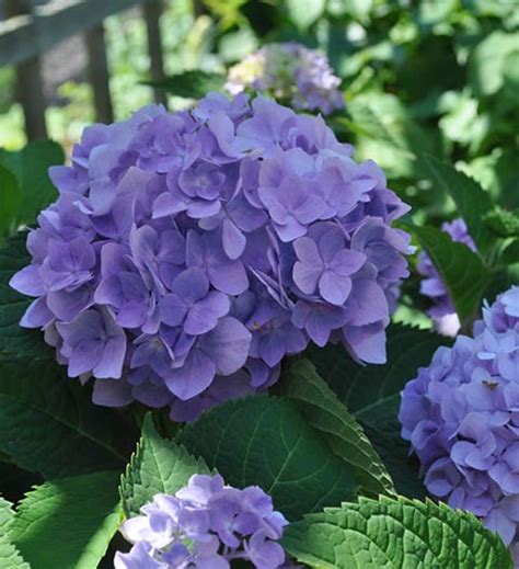 Growing Blue Hydrangeas Hydrangea Colors Gardeners Supply