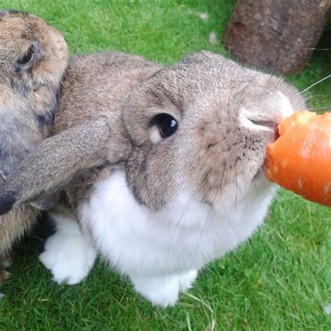 Cute Rabbit Eating Carrot Bored Panda