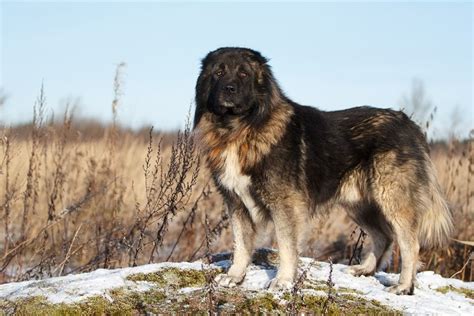 9 Russian Dogs Breed Information And Descriptions With Pictures Pet Keen