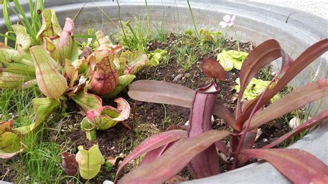 Check spelling or type a new query. Das Moorbeet im Kübel :: :: BW agrar online ...