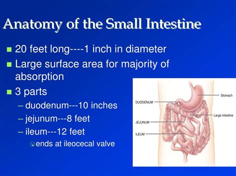 Ppt Digestive Physiology Powerpoint Presentation Free Download Id