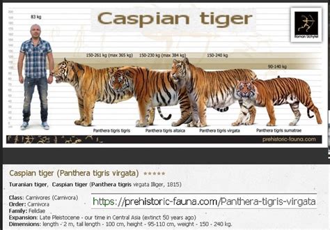Caspian Tiger Caspian Tiger Tiger Big Cats