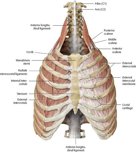 Muscles Over Rib Cage Muscles Of Thoracic Wallmuscles